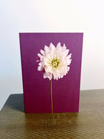Blank Card, White Dahlia