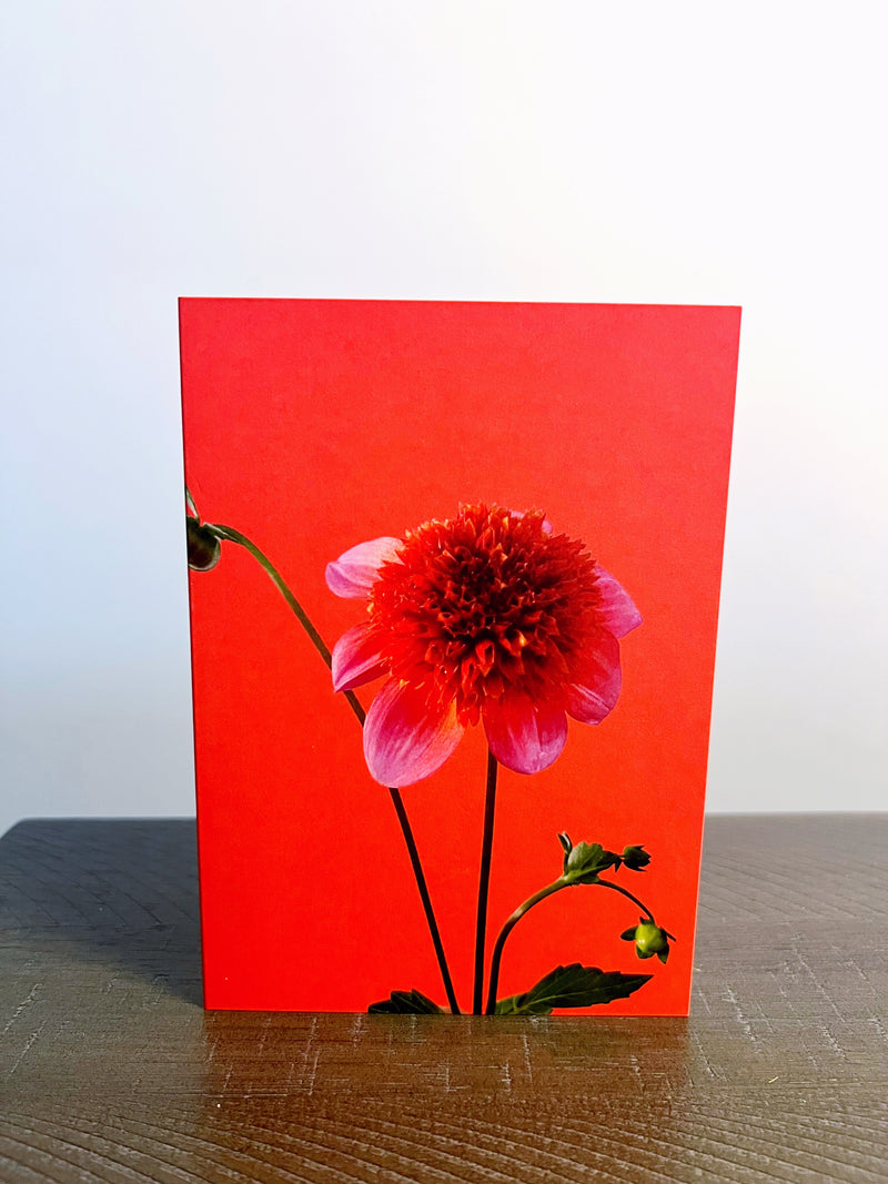 Blank Card, Pink & Orange Dahlia