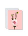 Blank Card, Blush Pink Dahlia