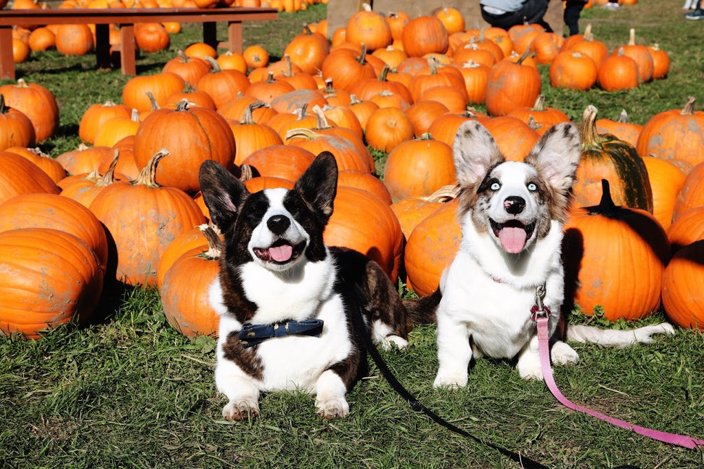 To the Pumpkin Patch!