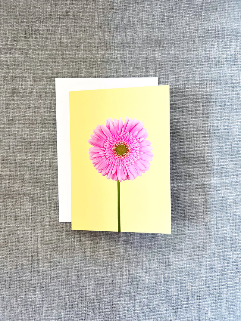 Blank Card, Pink Gerber Daisy