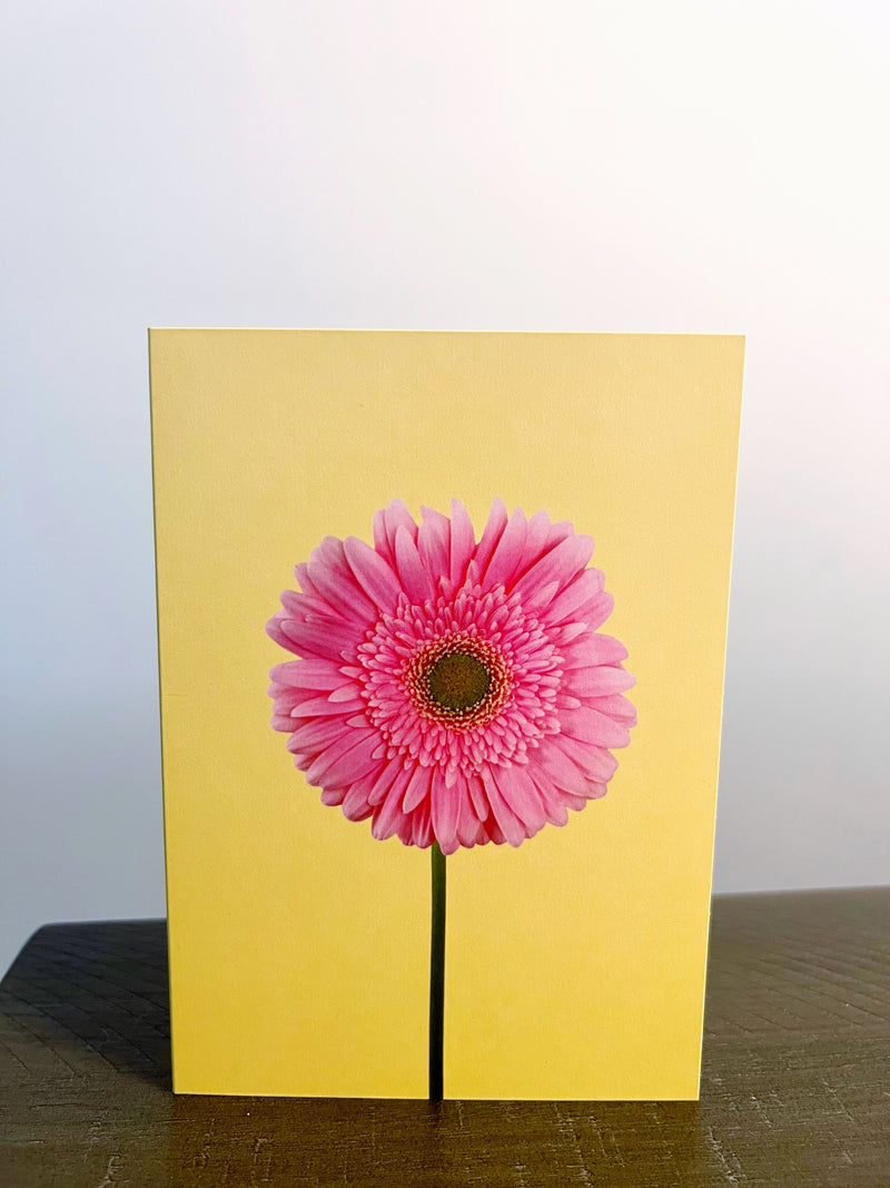 Blank Card, Pink Gerber Daisy