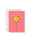Boxed Set of 5 Blank Cards, Dahlias