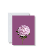 Boxed Set of 5 Blank Cards, Dahlias